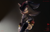 Size: 3000x1910 | Tagged: dead source, safe, artist:einnharder, shadow the hedgehog, abstract background, frown, glowing eyes, gun, holding something, lineless, looking offscreen, shadow the hedgehog (video game), signature, solo, solo male, standing