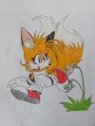 Size: 1536x2048 | Tagged: safe, artist:transgender-battlekukku, miles "tails" prower, cute, ear fluff, eyelashes, flower, grass, looking at something, outdoors, smile, solo, traditional media, walking