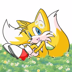 Size: 1600x1600 | Tagged: safe, artist:fixstern star, miles "tails" prower, 2024, blushing, cute, daisy (flower), flower, flower in ear, grass, looking at viewer, mouth open, sitting, solo, tailabetes