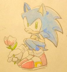 Size: 1904x2048 | Tagged: safe, artist:oudooooon427, sonic the hedgehog, 2025, crouching, flower, holding something, looking at viewer, simple background, solo, traditional media, watercolor
